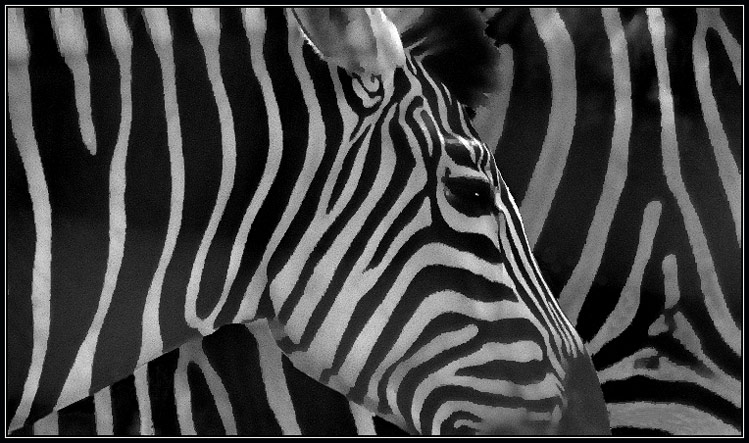 photo "life in black-n-white" tags: nature, wild animals