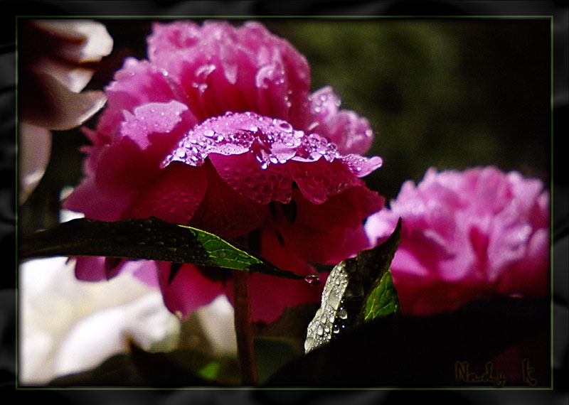 photo "Peonies magnificent spheres Are exhausted from hea" tags: nature, flowers