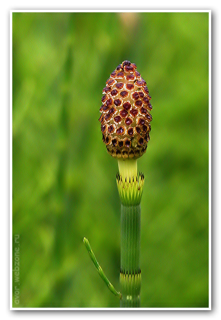 photo "Hi! It`s me!" tags: nature, macro and close-up, flowers