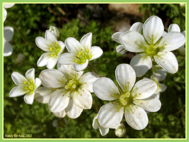 photo "Calico motive" tags: nature, macro and close-up, flowers