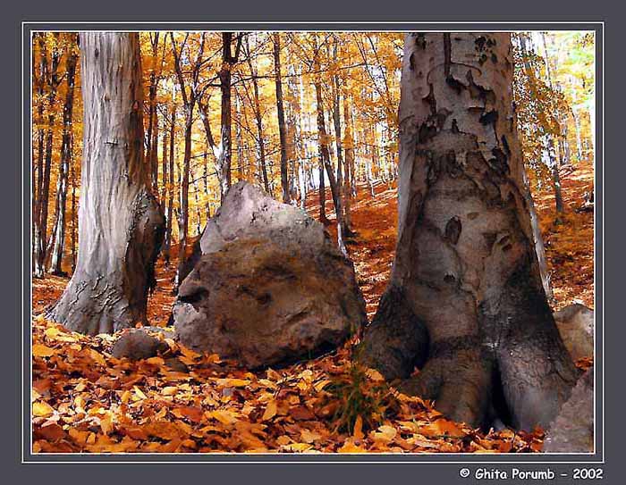 photo "Forest 5" tags: landscape, forest