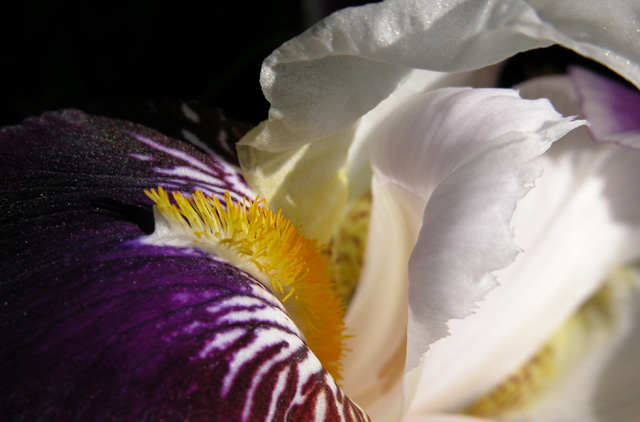 photo "Round the clock" tags: macro and close-up, nature, flowers