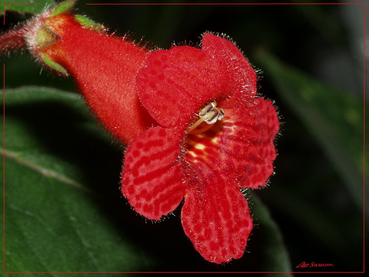 photo "Fluffy..." tags: nature, still life, flowers