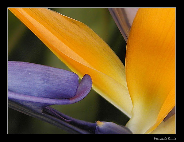 photo "Contrast" tags: macro and close-up, nature, flowers