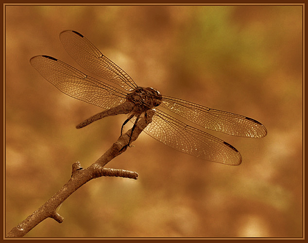 photo "Ready for Take Off" tags: macro and close-up, nature, insect