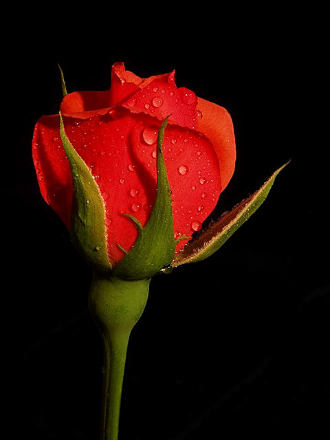 photo "My Mother`s Namesake" tags: nature, macro and close-up, flowers