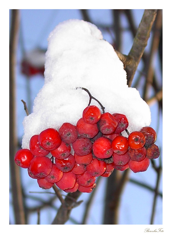 photo ""Freezing sweetness"" tags: genre, landscape, winter