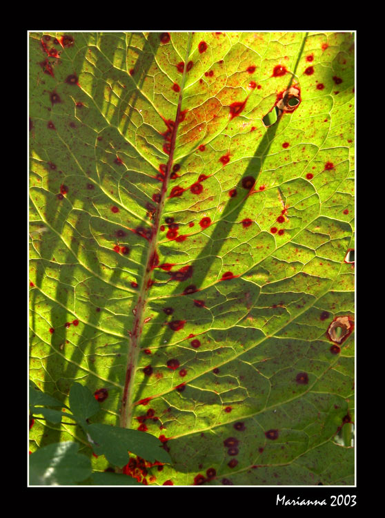 photo "leaf" tags: misc., nature, flowers