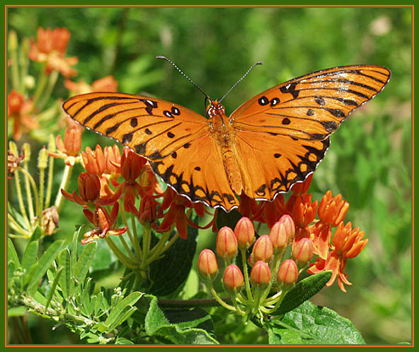 photo "A Sip of Summer" tags: macro and close-up, nature, insect