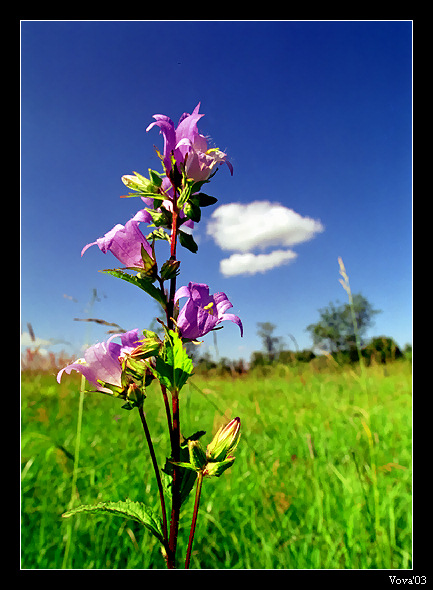 photo "***" tags: nature, flowers