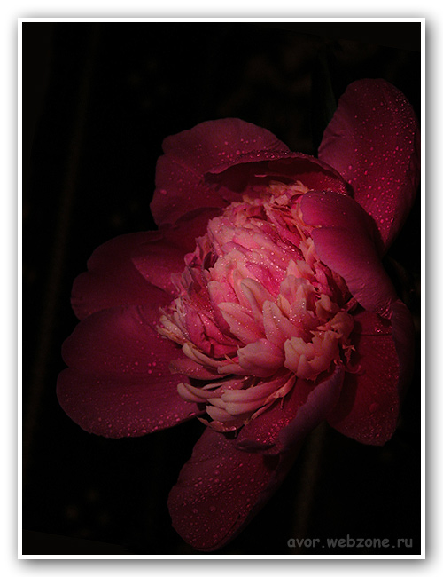 photo "* * *" tags: nature, macro and close-up, flowers