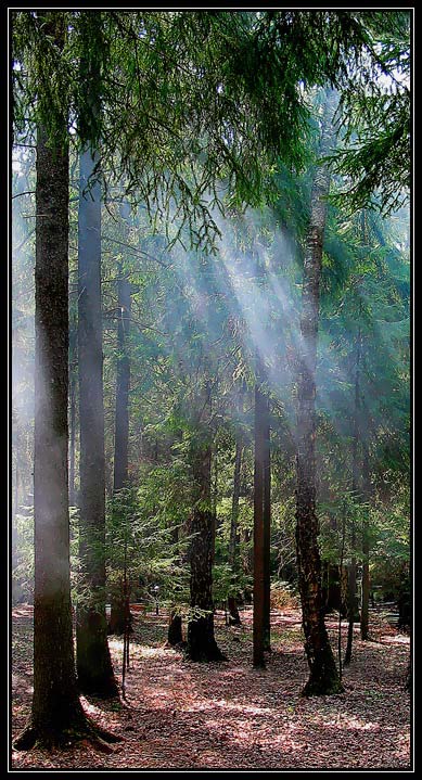 photo "Morning mist" tags: landscape, forest, summer