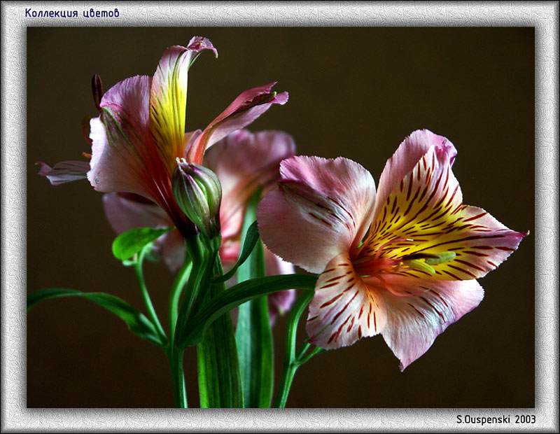 photo "The Peruvian lily" tags: nature, macro and close-up, flowers