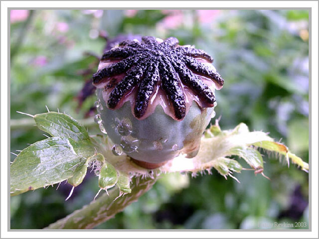 photo "A Poppy" tags: nature, macro and close-up, flowers