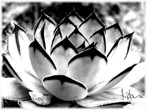 фото "Strange cactus" метки: природа, черно-белые, цветы