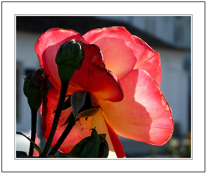 photo "In shade of the Rose Mother" tags: nature, flowers