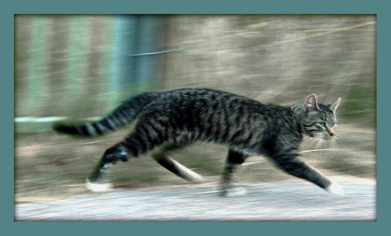 фото "whoosh, whoosh" метки: природа, домашние животные