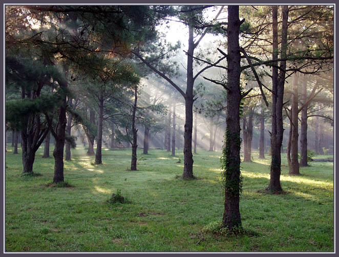 фото "Sun Shower II" метки: пейзаж, лес