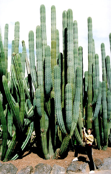 photo "Cactus Paradise" tags: nature, travel, Africa, flowers