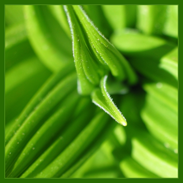 photo "Tongue" tags: macro and close-up, 