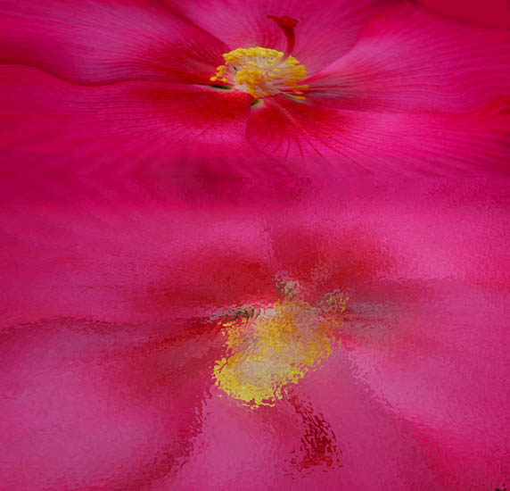 фото "Reflection" метки: фотомонтаж, природа, цветы