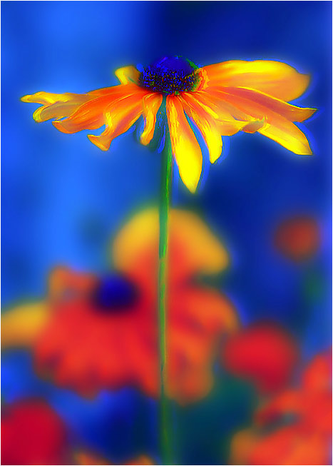 фото "Colours" метки: фотомонтаж, природа, цветы