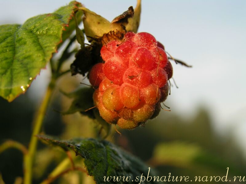 photo "***" tags: macro and close-up, nature, flowers