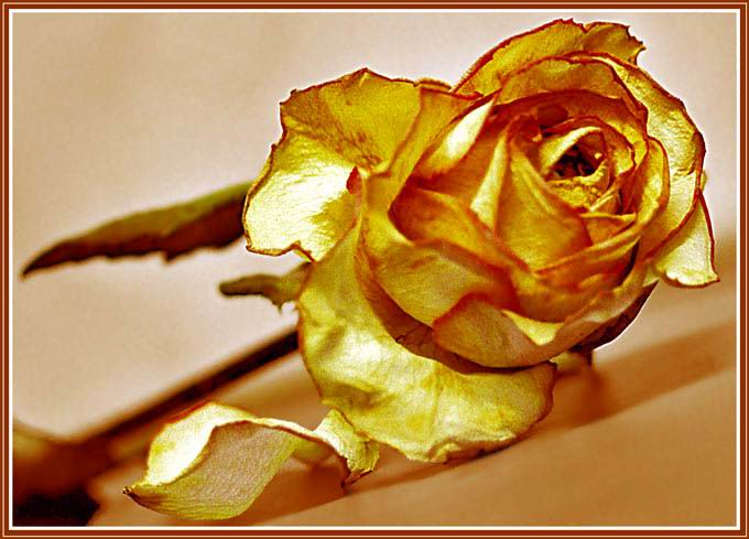 фото "желтая роза печали" метки: макро и крупный план, природа, цветы