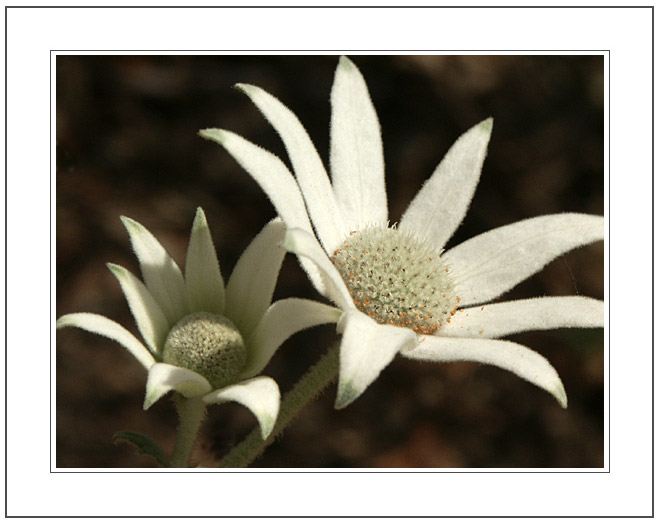 photo "Flannel Flower" tags: nature, macro and close-up, flowers