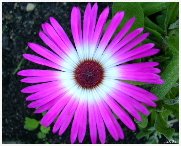 photo "Flower- pink" tags: nature, macro and close-up, flowers