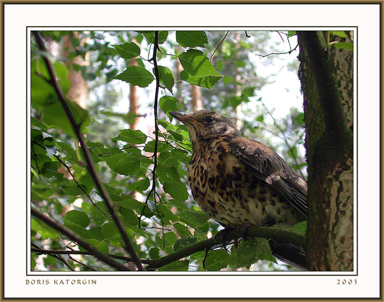 photo "Chik on freedom" tags: nature, portrait, wild animals