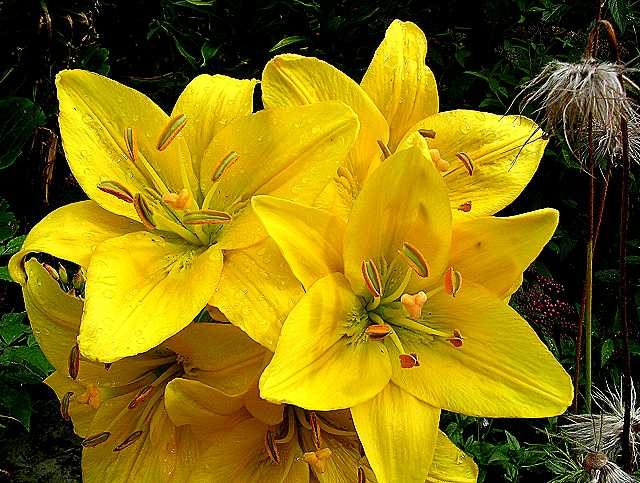 photo "More flowers in the garden" tags: macro and close-up, 