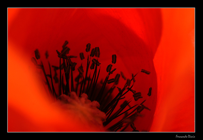 photo "Inside of poppy" tags: nature, macro and close-up, flowers