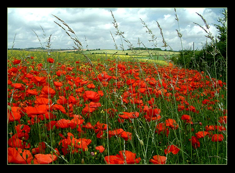 фото "My Dream" метки: природа, 