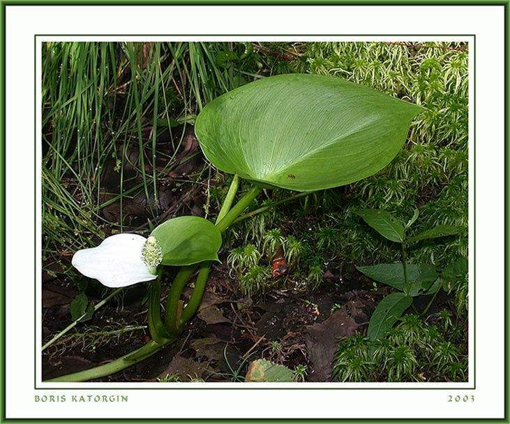 photo "Beauty of swamps" tags: nature, macro and close-up, flowers