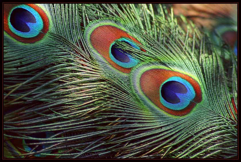 photo "Untitled" tags: nature, abstract, wild animals