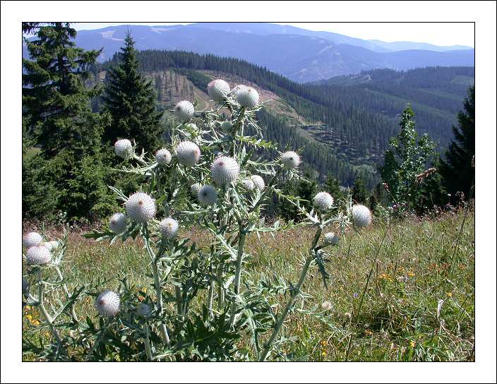 photo "White Balls" tags: landscape, nature, flowers, mountains