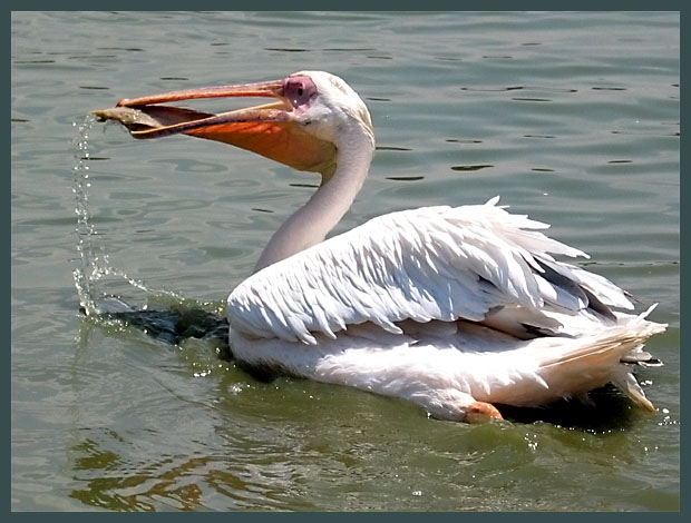 photo "Fishing" tags: nature, wild animals
