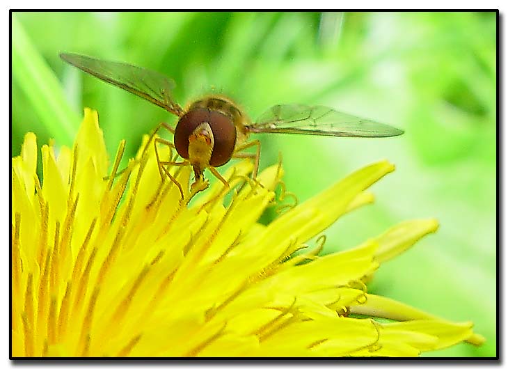 photo "Portrait" tags: nature, macro and close-up, insect