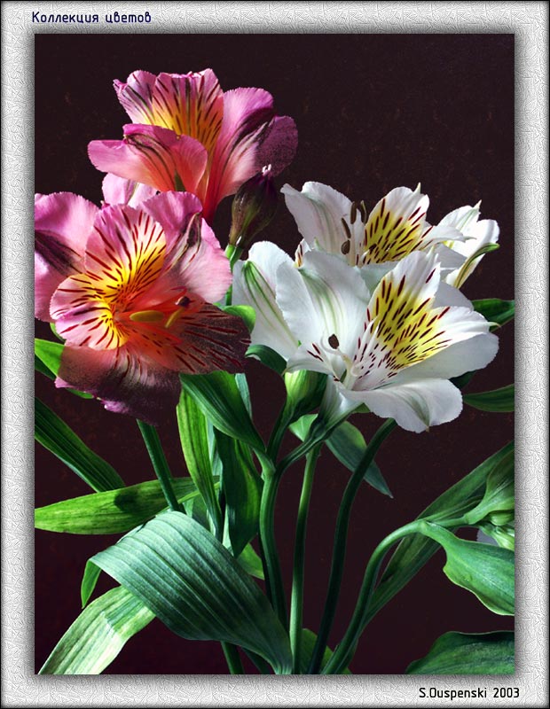 photo "The Peruvian lilies" tags: nature, macro and close-up, flowers