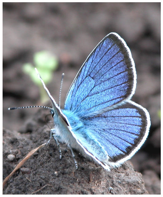 фото "Butterfly" метки: макро и крупный план, природа, насекомое