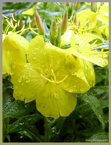 фото "Слепой дождь" метки: природа, макро и крупный план, цветы
