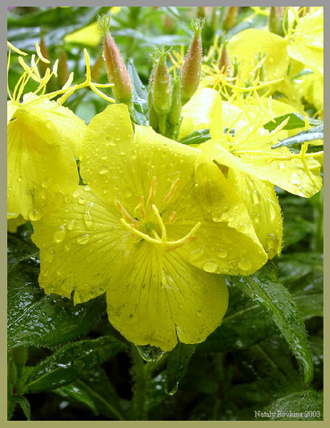 photo "And rain, and sun" tags: nature, macro and close-up, flowers