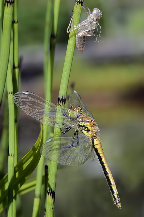 photo "The adult phase" tags: macro and close-up, nature, insect