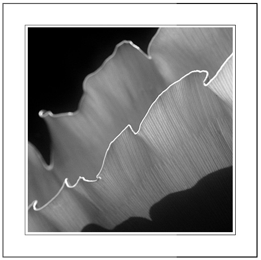 фото "filtered light #1" метки: природа, черно-белые, цветы