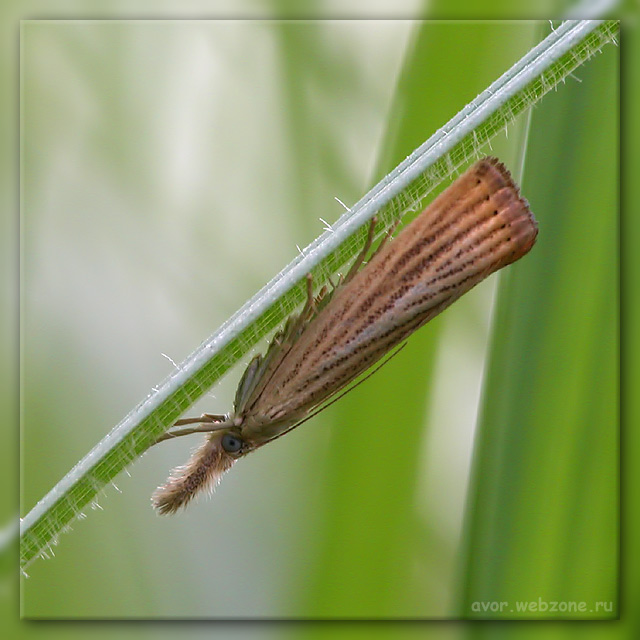 photo "Contemptation" tags: nature, macro and close-up, insect