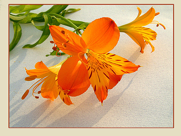 photo "Aztec Gold" tags: macro and close-up, still life, 