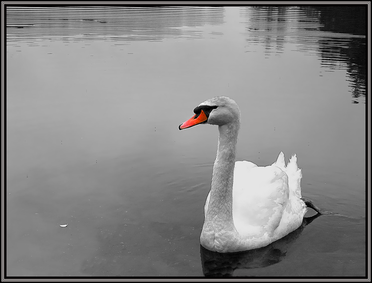 photo "Return of Nasty Duck" tags: nature, wild animals