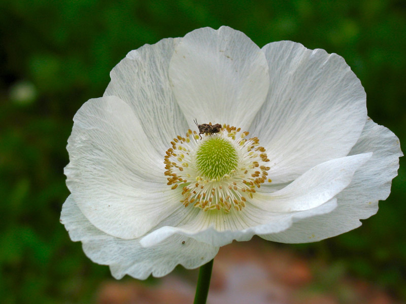 photo "Lacy collar" tags: macro and close-up, genre, 