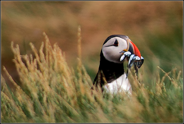 фото "Puffin fish feast" метки: природа, дикие животные